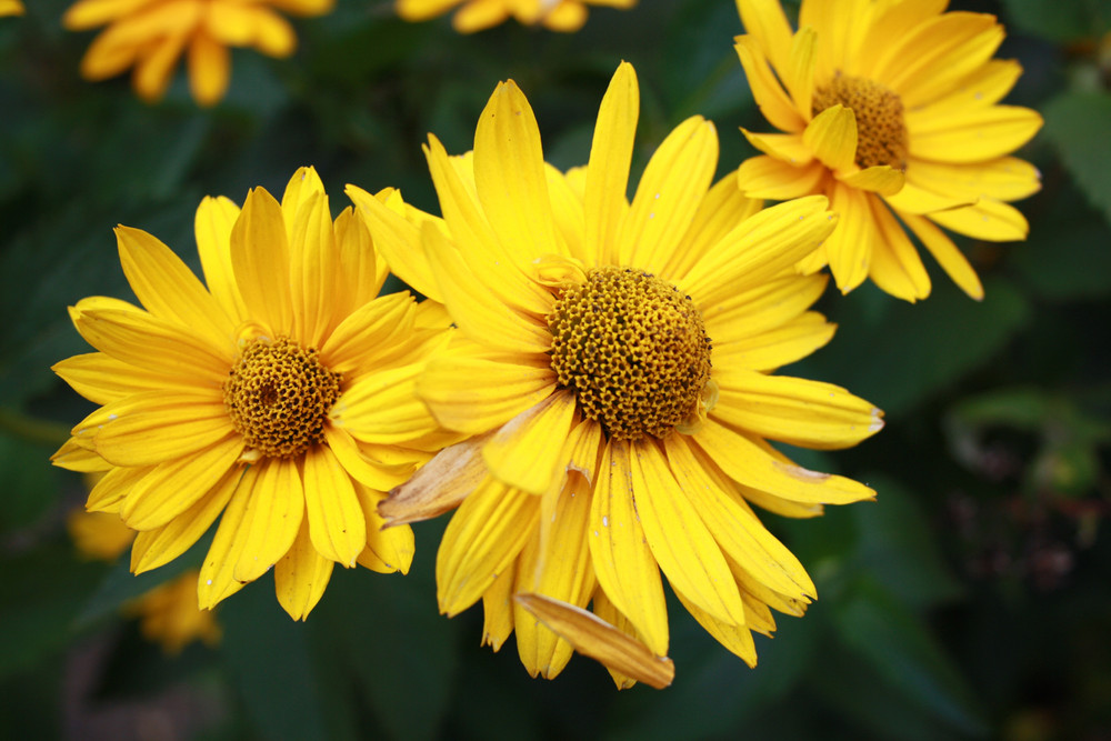 gelbe Gartenblume Foto & Bild pflanzen, pilze & flechten, blüten
