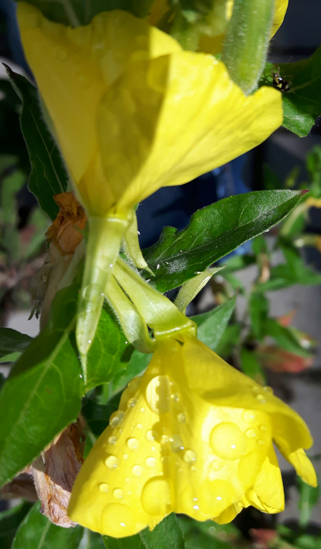 Gelbe Gartenblume mit Wassertropfen bedeckt Foto & Bild pflanzen