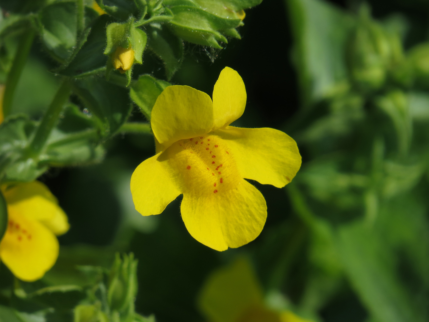 Gelbe Gauklerblume, Mimulus guttatus, Blüte