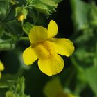 Gelbe Gauklerblume, Mimulus guttatus, Blüte