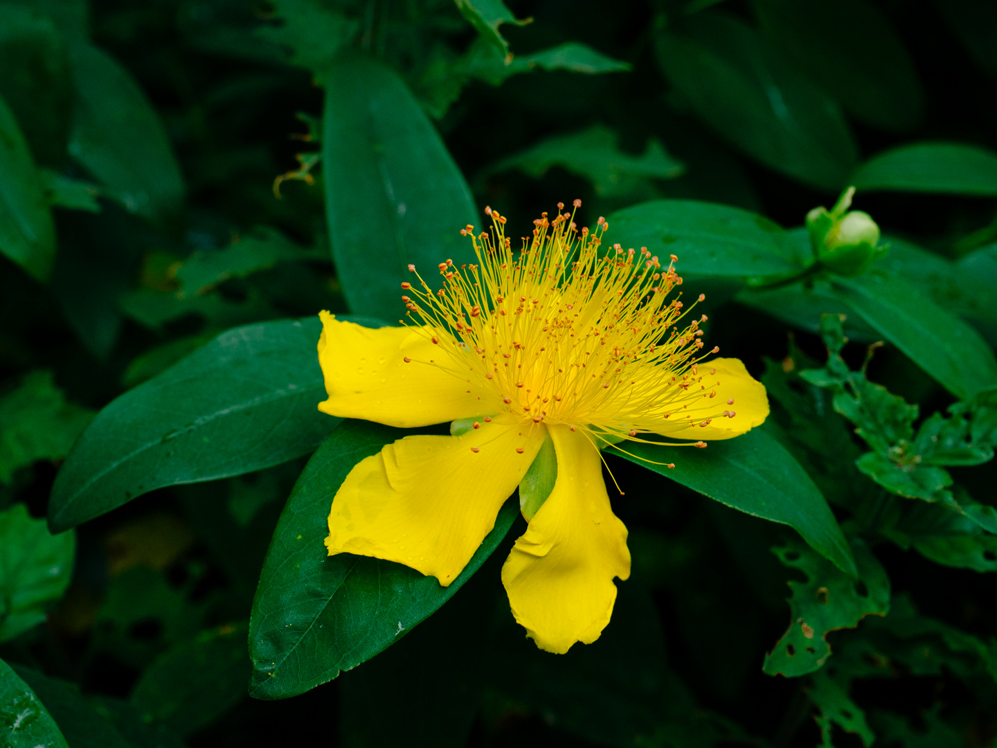 gelbe geheimisvolle Blüte im Park 2019