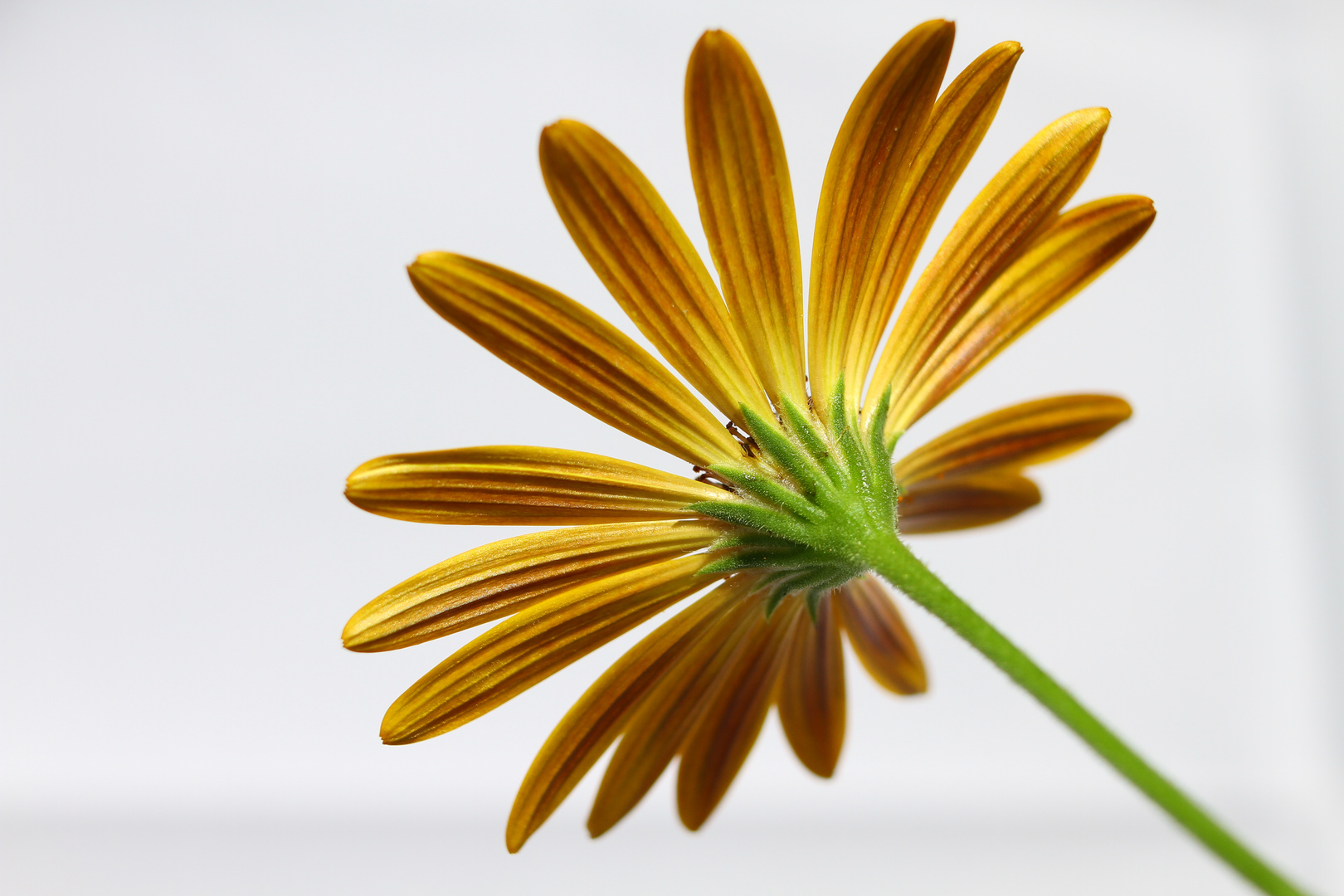 Gelbe Gerbera