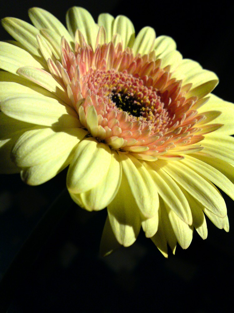 Gelbe Gerbera :)