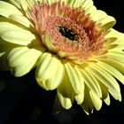 Gelbe Gerbera :)