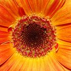 gelbe Gerbera