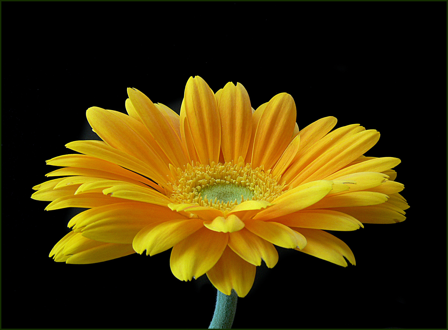 gelbe Gerbera 