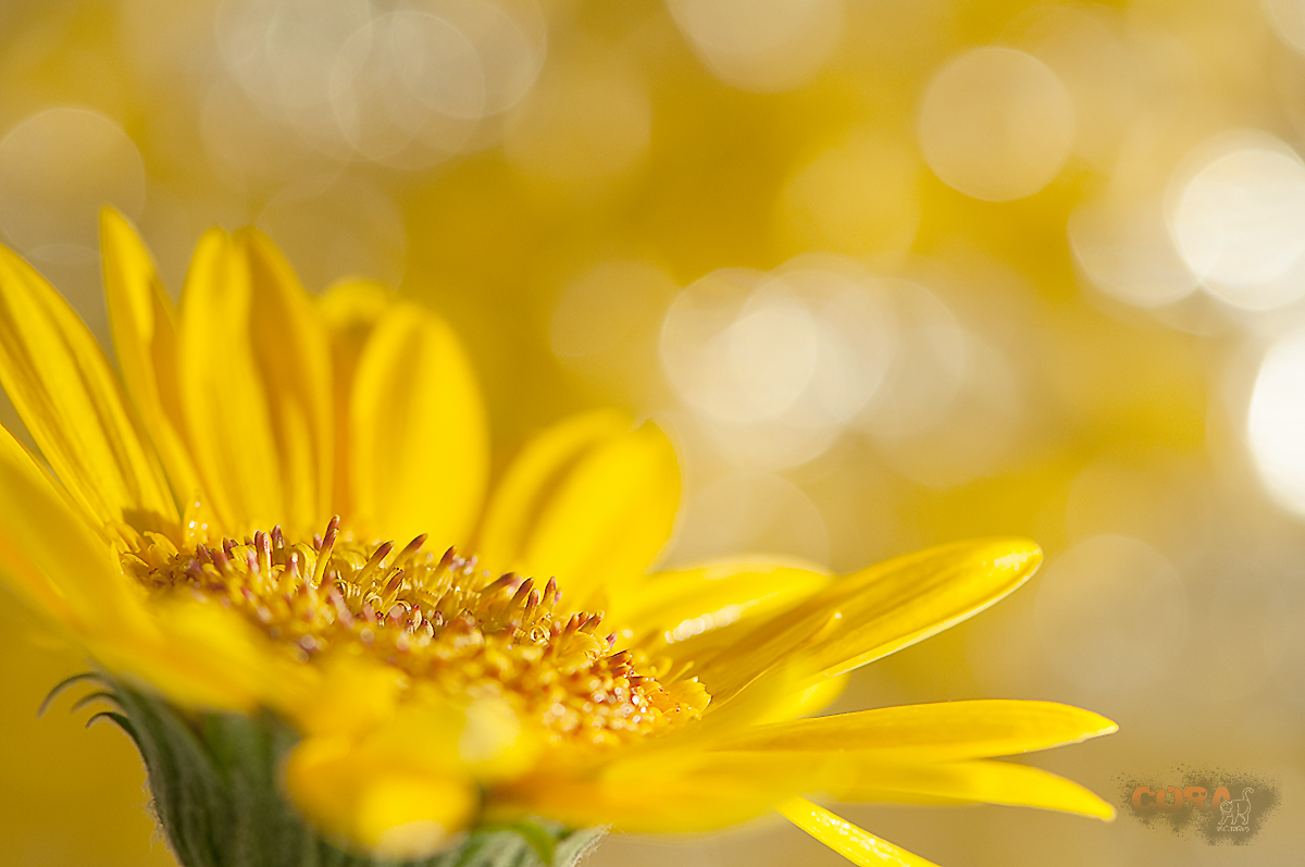 *** gelbe Gerbera ***