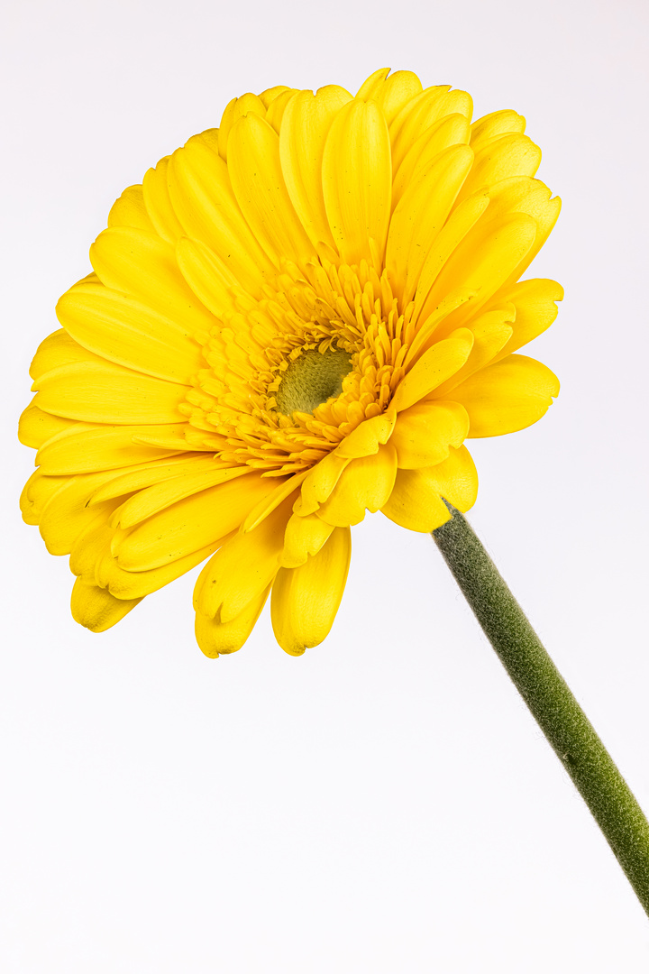 Gelbe Gerbera