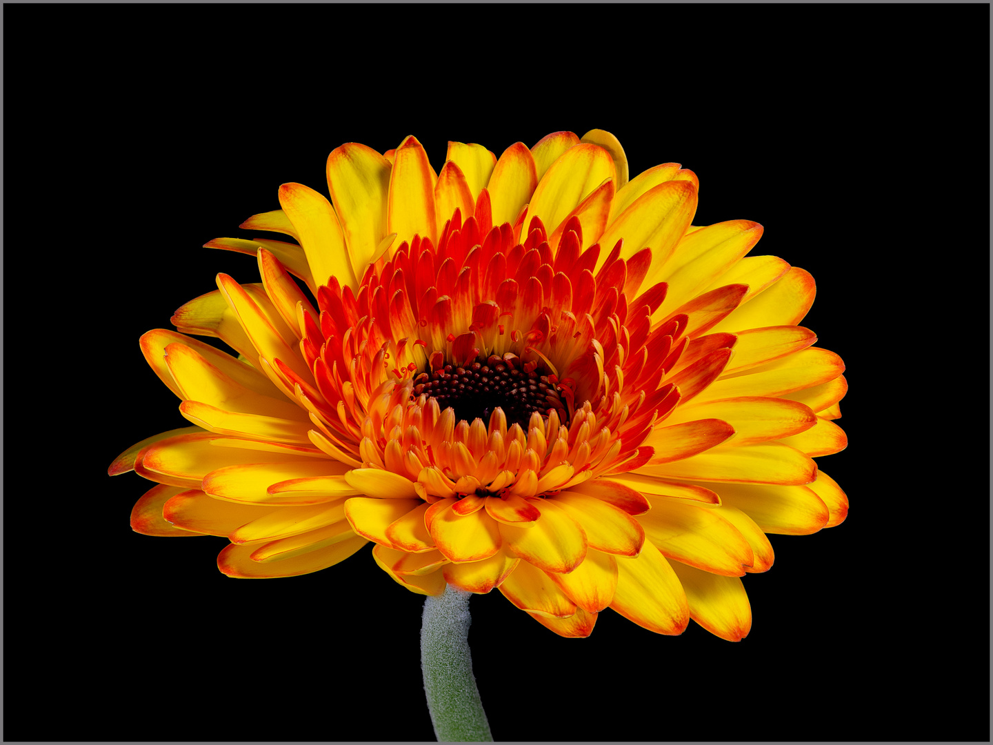 gelbe Gerbera