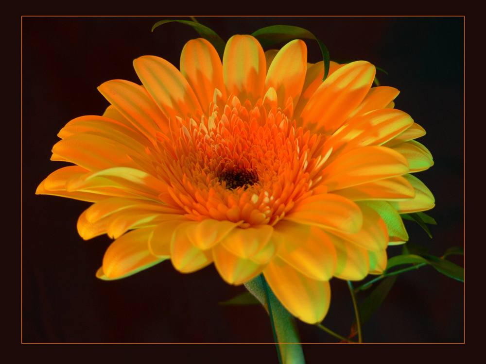 gelbe Gerbera