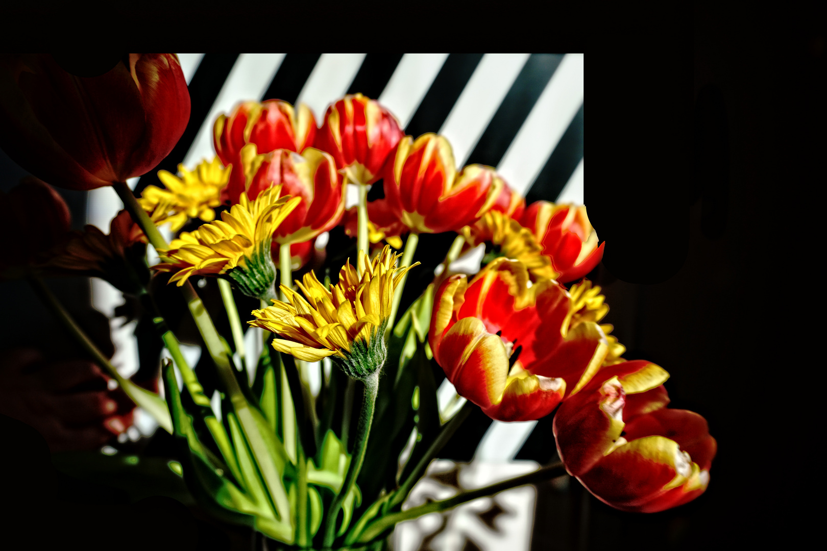 Gelbe Gerbera und geflammte Tulpen