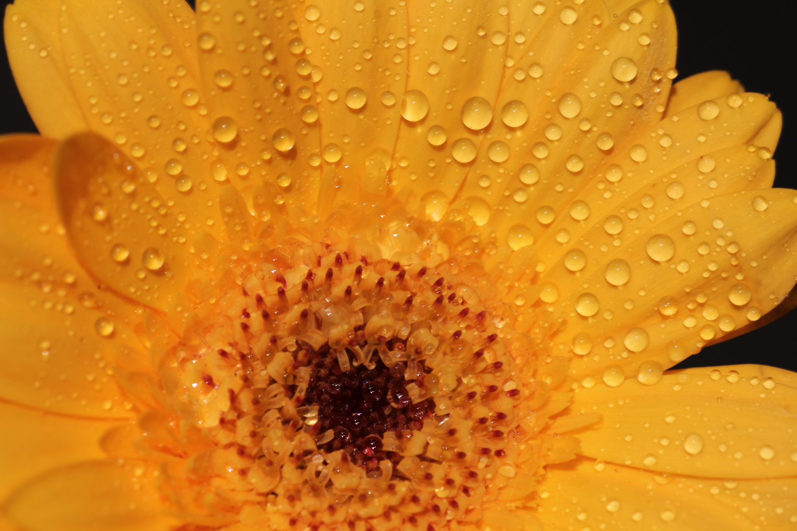 Gelbe Germinie mit Wassertropfen