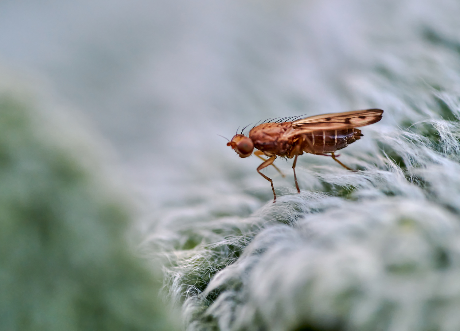 Gelbe Getreidefliege (Opomyza florum)