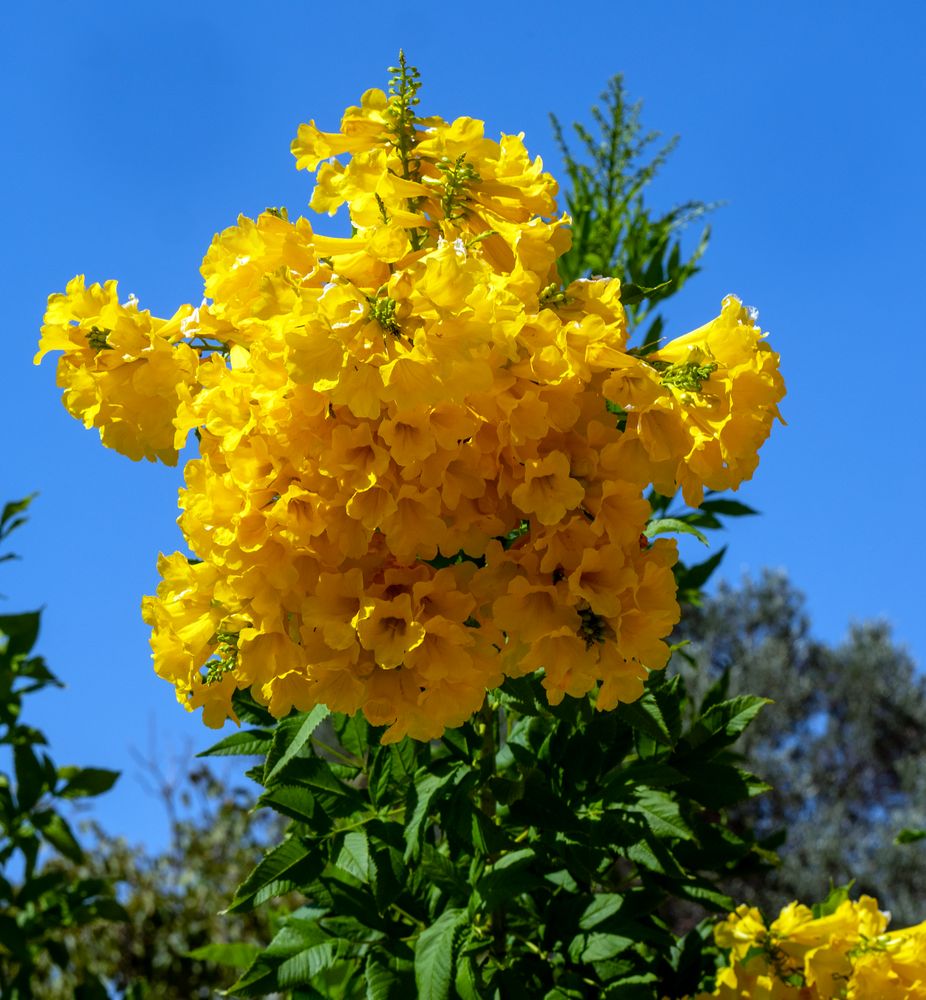 gelbe glockenblüten en masse....