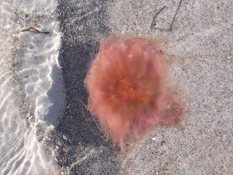 Gelbe Haarqualle (Cyanea capillata) aka Feuerqualle