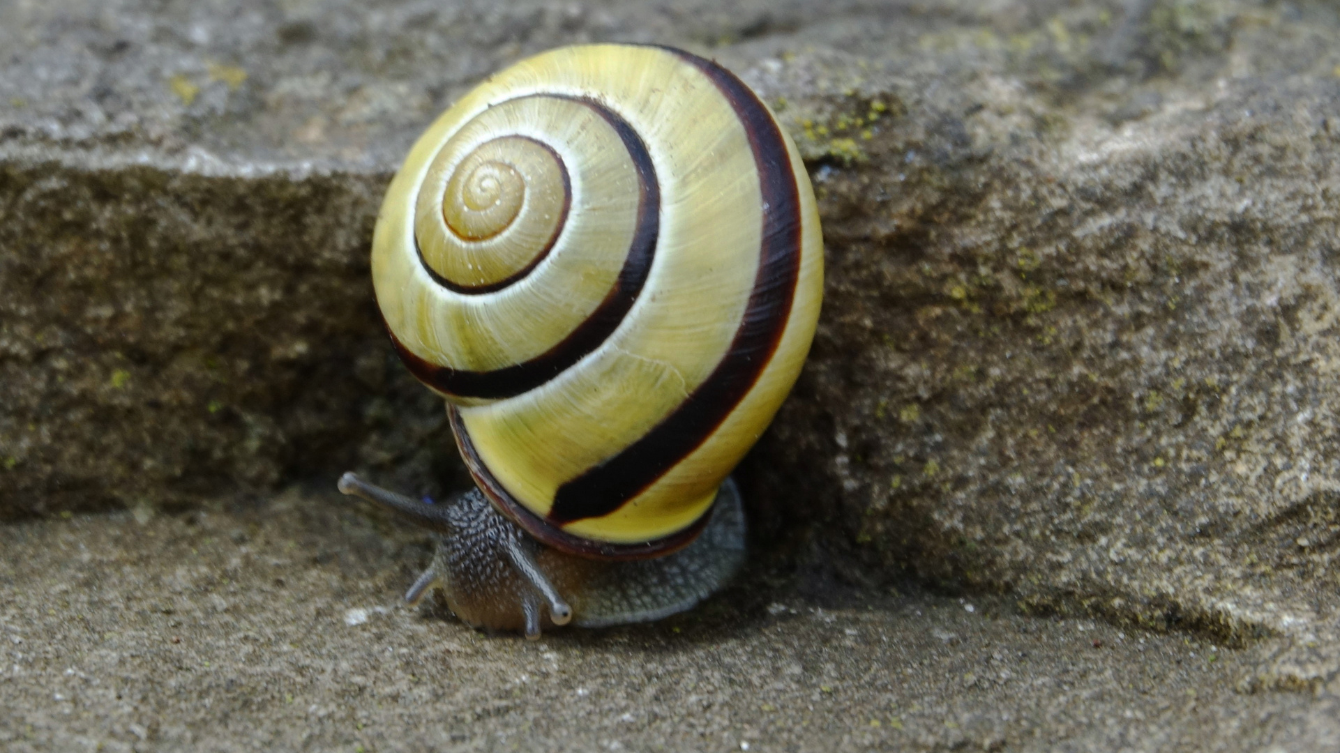 Gelbe Hainschnecke