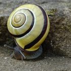 Gelbe Hainschnecke