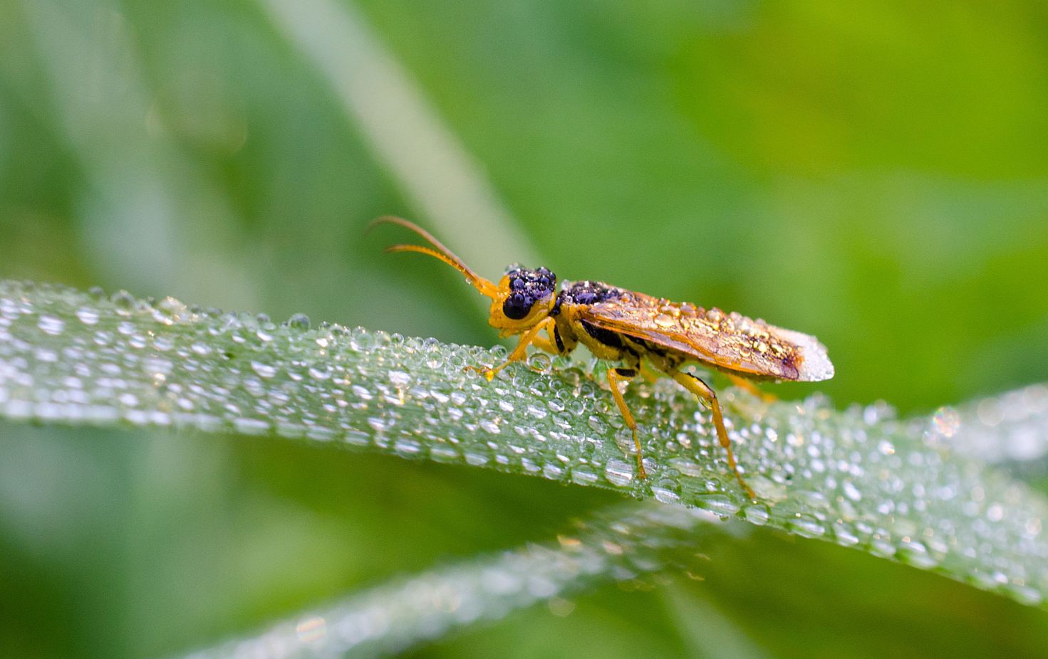 Gelbe Halmfliege im Morgentau - Körperlänge; 4 mm