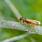 Gelbe Halmfliege im Morgentau - Körperlänge; 4 mm