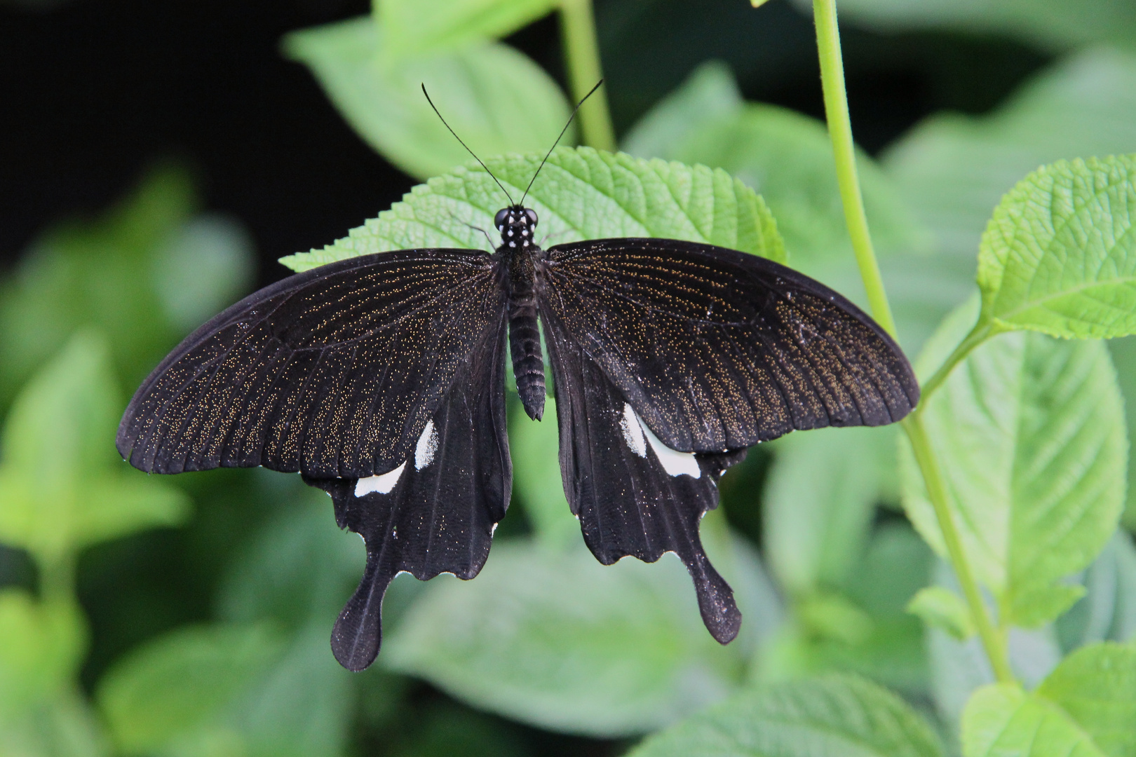 Gelbe Helene, Papilio helenus (IMG_5236n_ji)