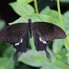 Gelbe Helene, Papilio helenus (IMG_5236n_ji)