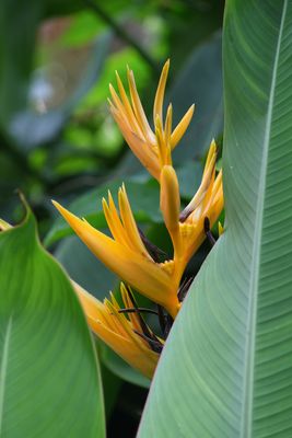 ...gelbe Helikonie...