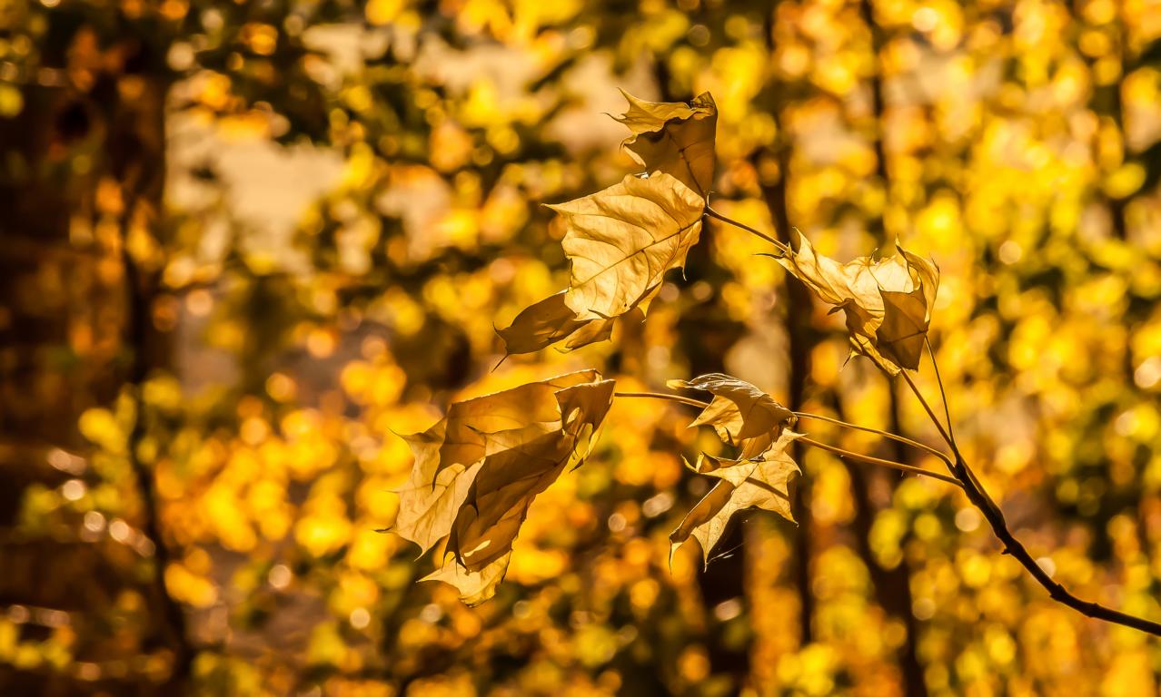 gelbe Herbstblätter