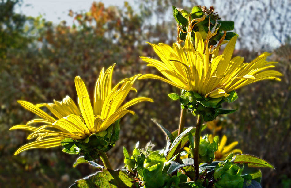 Gelbe Herbstblumen Foto & Bild jahreszeiten, herbst, blüten Bilder auf