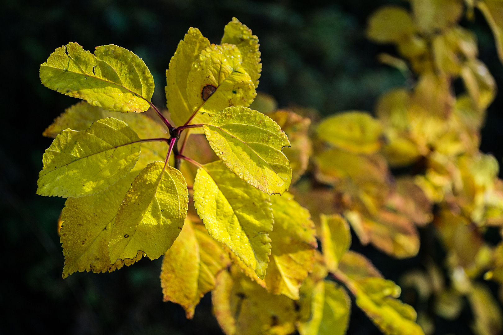 gelbe Herbstpracht