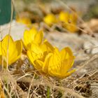 Gelbe Herbstzeitlose