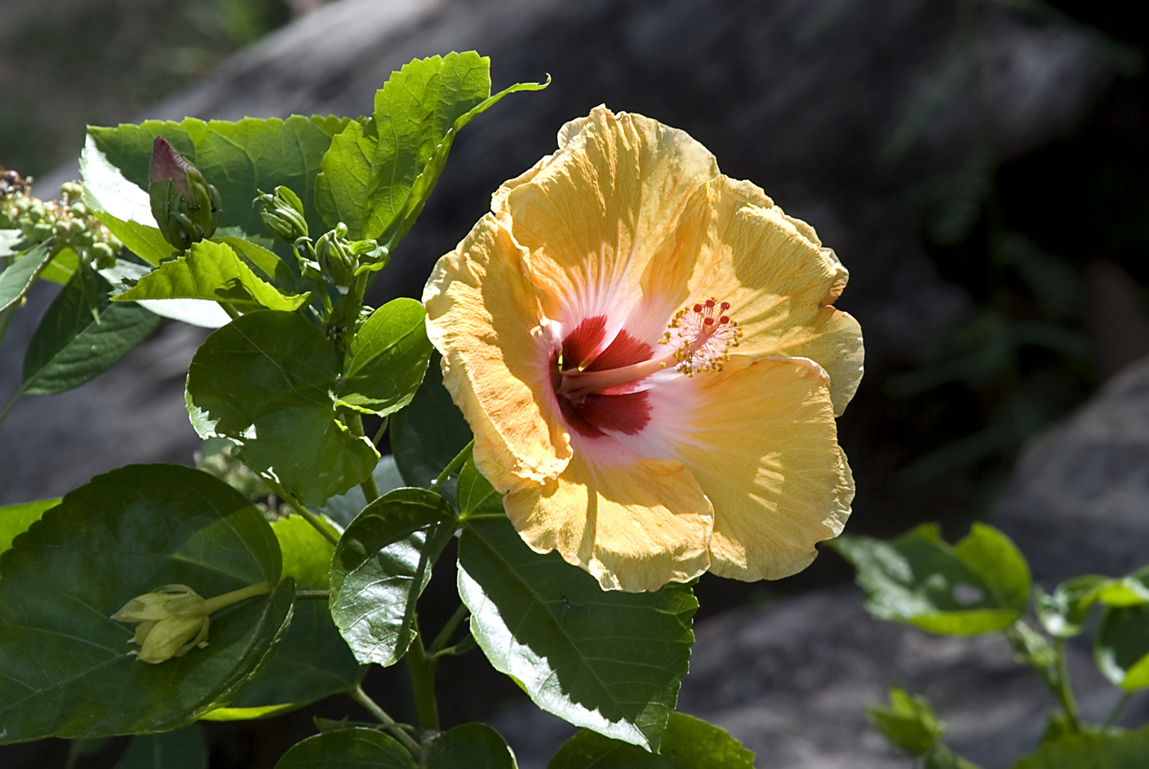 Gelbe Hibiskus in Thailand Foto & Bild pflanzen, pilze & flechten