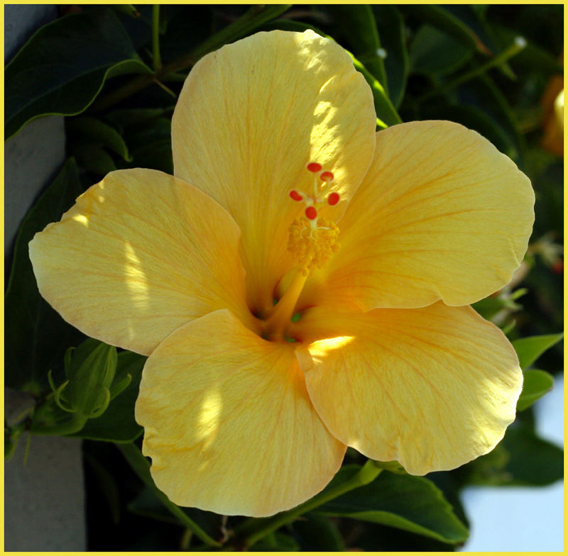 Gelbe Hibiskusblüte Foto & Bild pflanzen, pilze & flechten, blüten