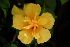 Gelbe Hibiskusblüte