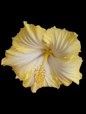 Gelbe Hibiskusblüte