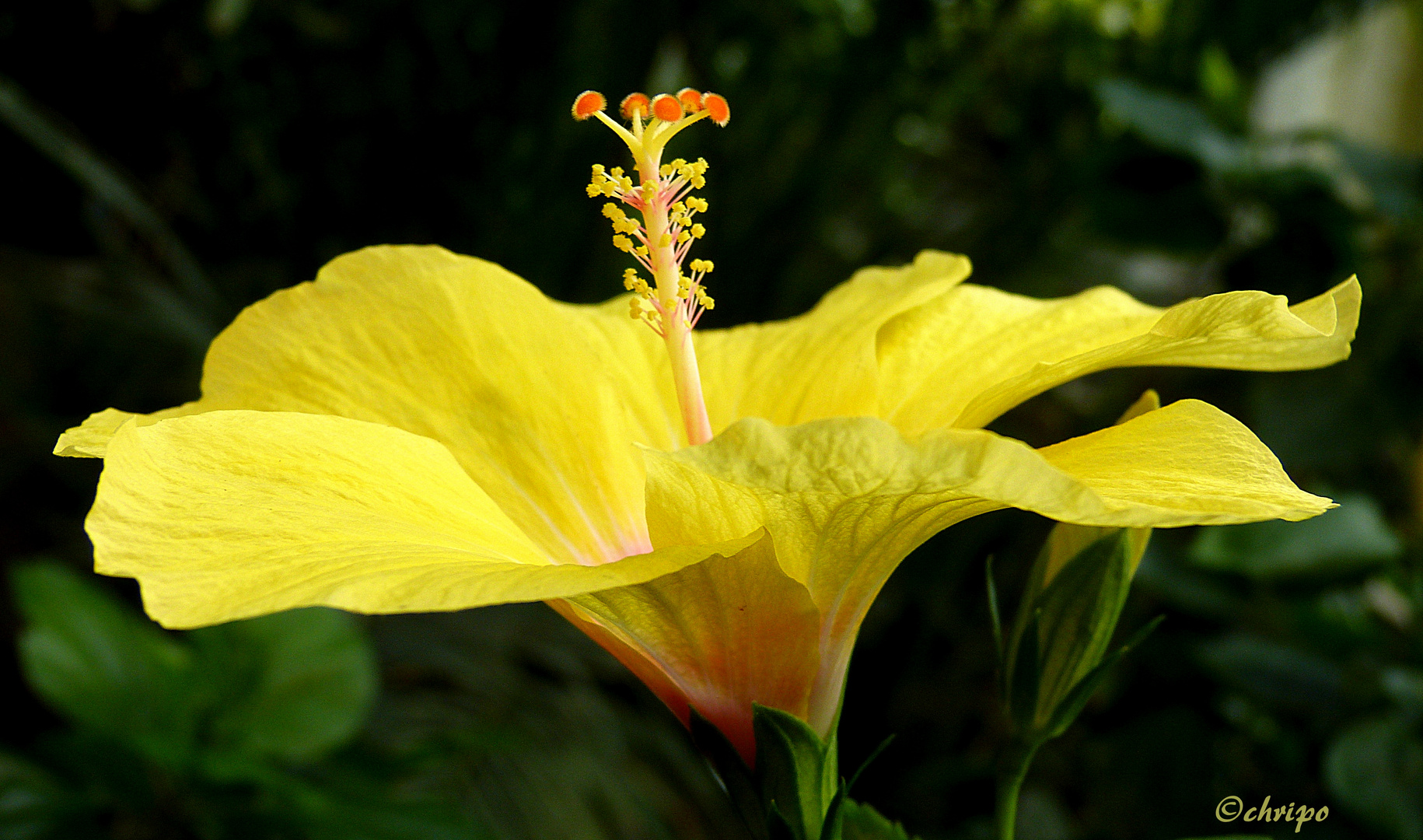 Gelbe Hibiskusblüte