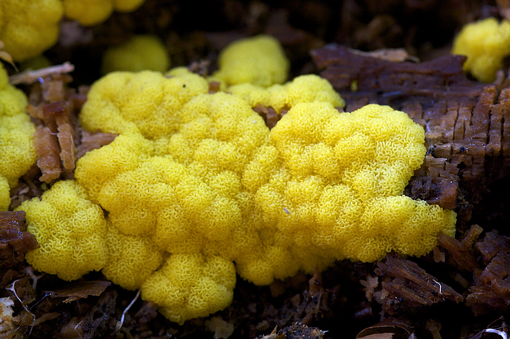 Gelbe Hirnmasse  Ceratiomyxa fruticulosa var poroides