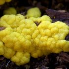 Gelbe Hirnmasse  Ceratiomyxa fruticulosa var poroides