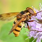 Gelbe Hummelschwebfliege oder Gebänderte Waldschwebfliege