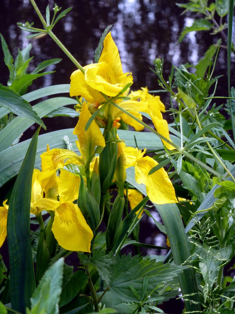 Gelbe Iris