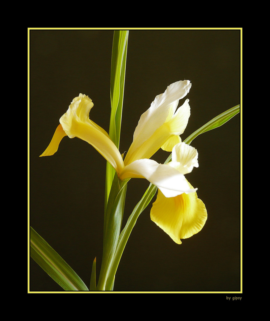 gelbe Iris