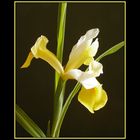 gelbe Iris