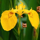 Gelbe iris