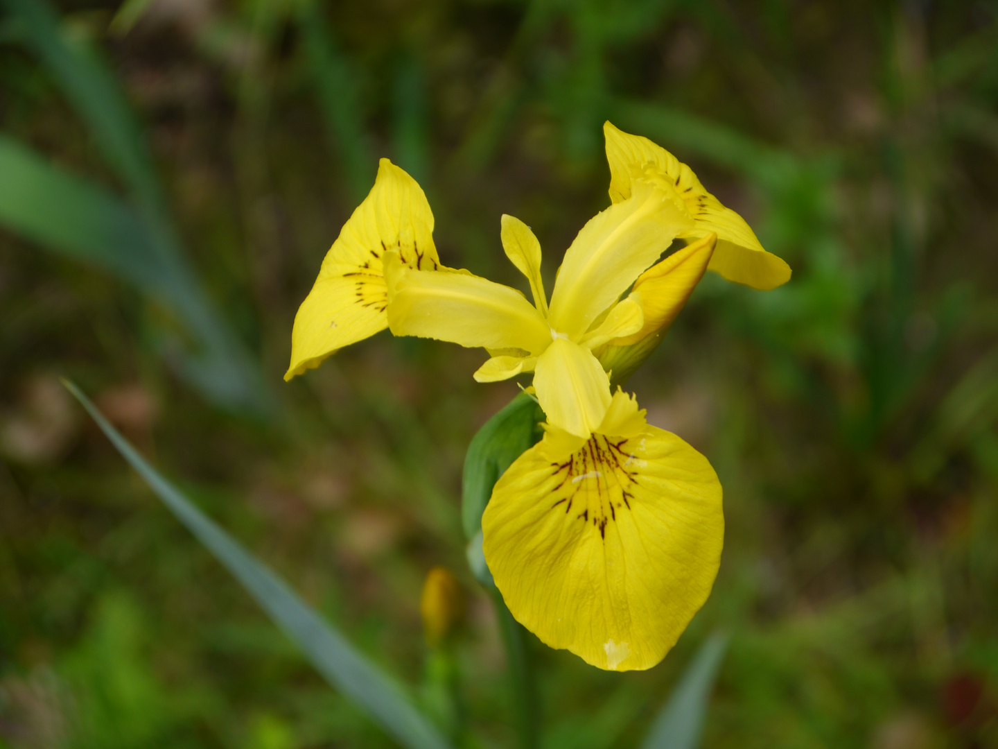 gelbe Iris