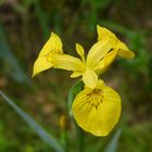 gelbe Iris