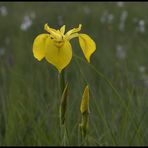 gelbe Iris