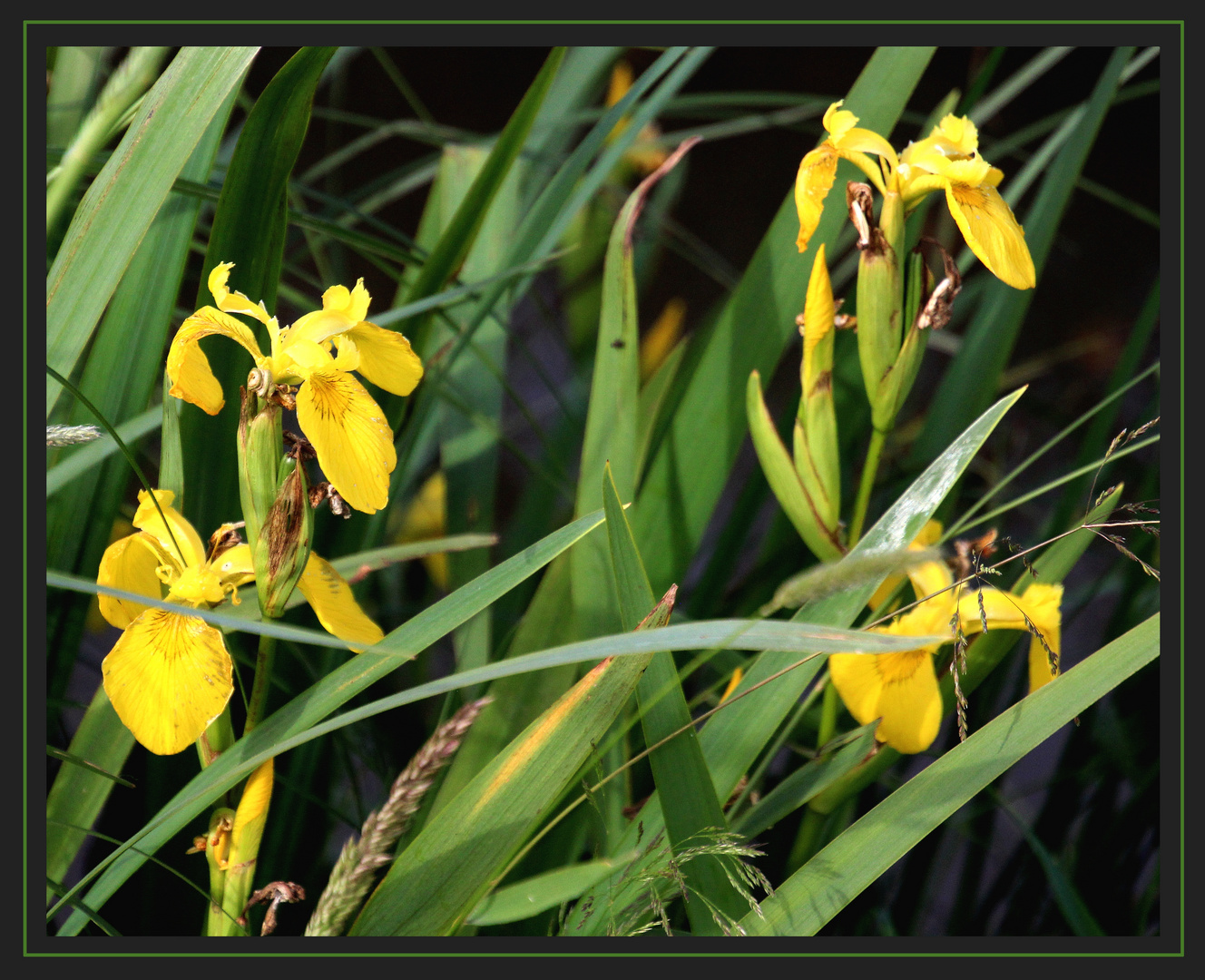 gelbe Iris  