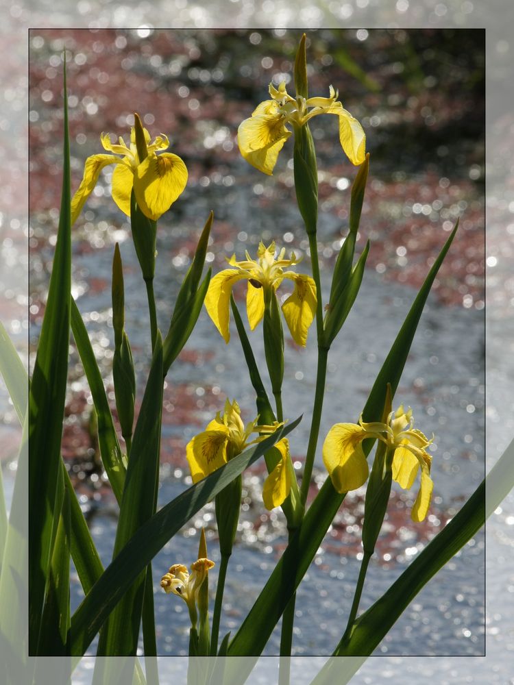 gelbe Iris