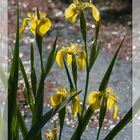 gelbe Iris