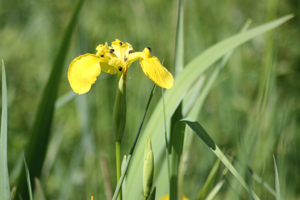 Gelbe Iris hat Besuch Foto & Bild pflanzen, pilze & flechten, blüten