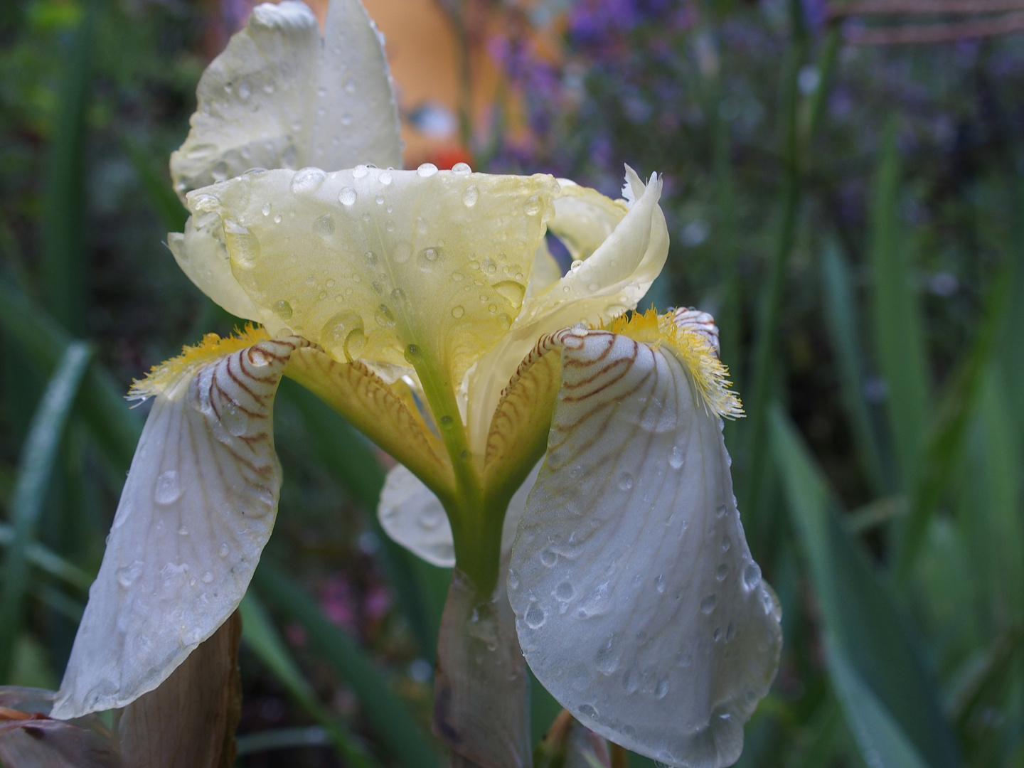 gelbe Iris nach Regenschauer